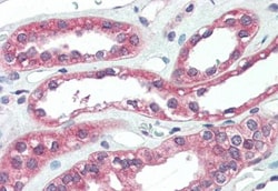 TEM4 Antibody - BSA Free, Novus Biologicals 0.025 mg, Unconjugated:Antibodies,