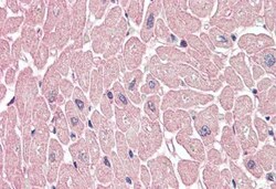 TEM4 Antibody - BSA Free, Novus Biologicals 0.025 mg, Unconjugated:Antibodies,