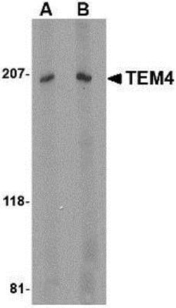 TEM4 Antibody - BSA Free, Novus Biologicals 0.025 mg, Unconjugated:Antibodies,