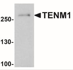 Teneurin-1 Antibody - BSA Free, Novus Biologicals 0.1mg; Unlabeled:Antibodies,