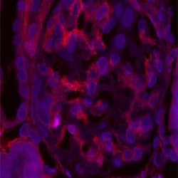 Tensin 1 Antibody, Novus Biologicals 0.1mL; Unlabeled:Antibodies, Polyclonal