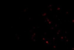 anti-TEP1, Polyclonal, Novus Biologicals 0.1mg; Unlabeled, Quantity: 0.1mg