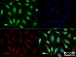 TERF2IP Antibody, Novus Biologicals 0.1mg; Unlabeled:Antibodies, Polyclonal