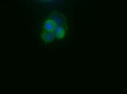 TERT Antibody (2D8), Novus Biologicals 0.025mL; Unlabeled:Antibodies, Monoclonal