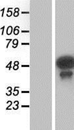 Novus Biologicals&trade;&nbsp;Testin Overexpression Lysate