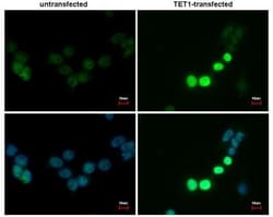 TET1 Antibody (1462), Novus Biologicals 0.1mL; Unlabeled:Antibodies, Monoclonal