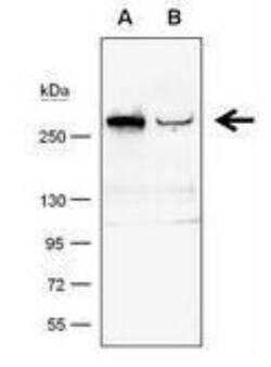 TET1 Antibody (1462), Novus Biologicals 0.1mL; Unlabeled:Antibodies, Monoclonal