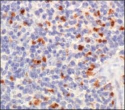 TET1 Antibody - BSA Free, Novus Biologicals 0.1mL; Unlabeled:Antibodies,