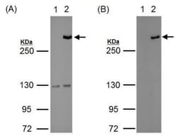 TET1 Antibody, Novus Biologicals 0.1mL; Unlabeled:Antibodies, Polyclonal
