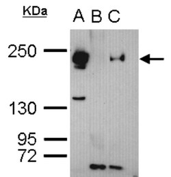 TET3 Antibody, Novus Biologicals 0.1mL; Unlabeled:Antibodies, Polyclonal