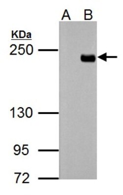 TET3 Antibody, Novus Biologicals 0.1mL; Unlabeled:Antibodies, Polyclonal