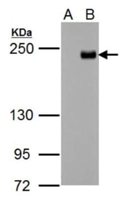 TET3 Antibody, Novus Biologicals 0.1mL; Unlabeled:Antibodies, Polyclonal