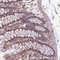 TET3 Antibody, Novus Biologicals:Antibodies:Primary Antibodies