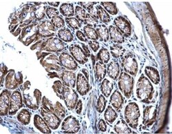 TET3 Antibody, Novus Biologicals 0.1mL; Unlabeled:Antibodies, Polyclonal