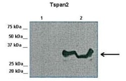 TSPAN2 Antibody, Novus Biologicals 0.05mg; Unlabeled:Antibodies, Polyclonal