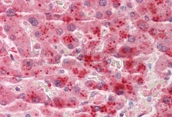 Tetraspanin-4 Antibody, Novus Biologicals 100&mu;L; Unlabeled:Antibodies,