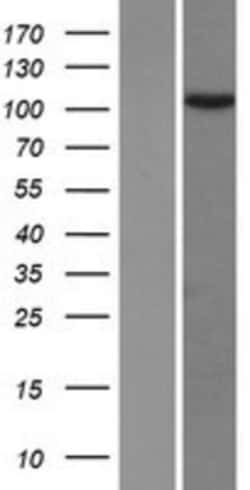 Novus Biologicals&trade;&nbsp;TEX10 Overexpression Lysate