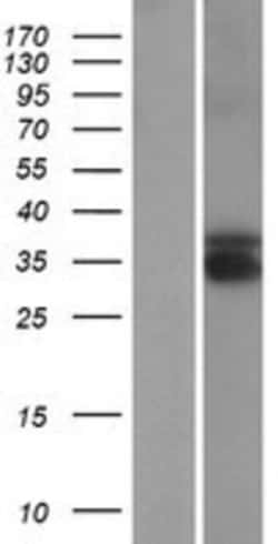 Novus Biologicals&trade;&nbsp;TEX13B Overexpression Lysate