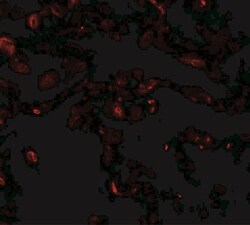TFEB Antibody - BSA Free, Novus Biologicals:Antibodies:Primary Antibodies