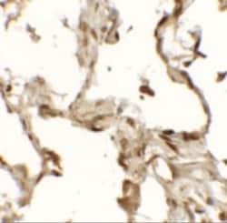 TFEB Antibody - BSA Free, Novus Biologicals:Antibodies:Primary Antibodies