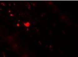 TFF3 Antibody - BSA Free, Novus Biologicals 0.1mg; Unlabeled:Antibodies,