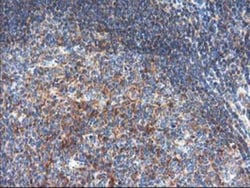 TFG Antibody (OTI2C3), Novus Biologicals 0.1mL; Unlabeled:Antibodies, Monoclonal