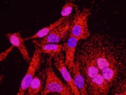 TFIIB Antibody, Novus Biologicals 0.1mg; Unlabeled:Antibodies, Polyclonal