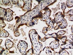 TFPI-2 Antibody (MM0564-9F6) - Azide and BSA Free, Novus Biologicals:Antibodies:Primary