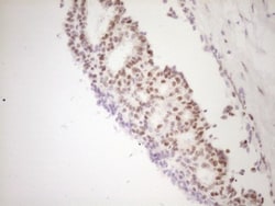 TFPI Antibody (OTI5H5), Novus Biologicals 0.1mL; Unlabeled:Antibodies,