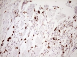 TFPI Antibody (OTI5H5), Novus Biologicals 0.1mL; Unlabeled:Antibodies,