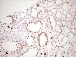 TFPI Antibody (OTI5H5), Novus Biologicals 0.1mL; Unlabeled:Antibodies,