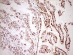 TFPI Antibody (OTI5H5), Novus Biologicals 0.1mL; Unlabeled:Antibodies,