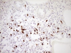 TFPI Antibody (OTI5H5), Novus Biologicals 0.1mL; Unlabeled:Antibodies,