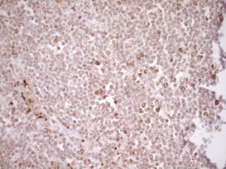 TFPI Antibody (OTI5H5), Novus Biologicals 0.1mL; Unlabeled:Antibodies,