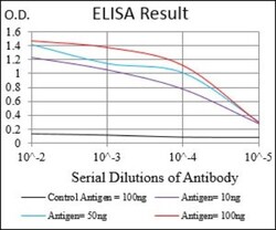 TfR (Transferrin R) Antibody (1A1B2) - BSA Free, Novus Biologicals 0.025