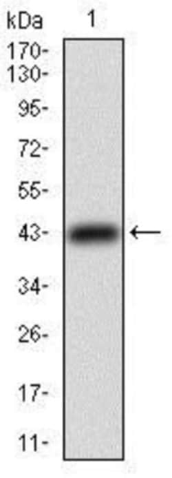 TfR (Transferrin R) Antibody (1A1B2) - BSA Free, Novus Biologicals 0.025