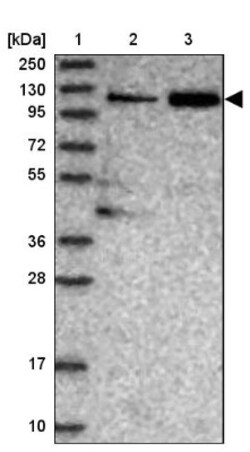 TGFBRAP1 Antibody, Novus Biologicals:Antibodies:Primary Antibodies