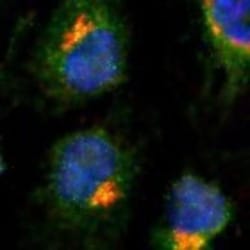 TGN38 Antibody (2F7.1), Novus Biologicals:Antibodies:Primary Antibodies