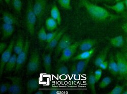 THAP11 Antibody, Novus Biologicals 0.025mL; Unlabeled:Antibodies, Polyclonal