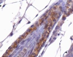 THAP11 Antibody, Novus Biologicals 0.025mL; Unlabeled:Antibodies, Polyclonal