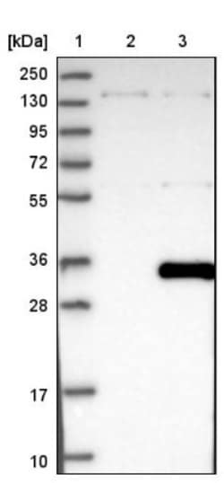THAP6 Antibody, Novus Biologicals:Antibodies:Primary Antibodies