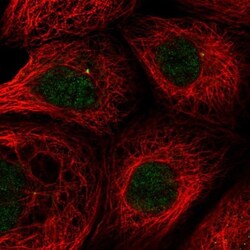 THAP6 Antibody, Novus Biologicals:Antibodies:Primary Antibodies