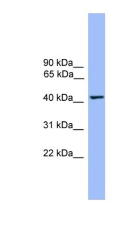 THEG Antibody, Novus Biologicals:Antibodies:Primary Antibodies