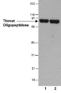 Thimet Oligopeptidase/THOP1 Antibody (4D6), Novus Biologicals:Antibodies:Primary