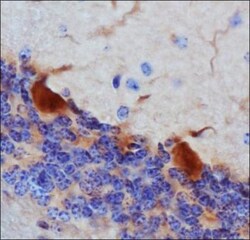Thimet Oligopeptidase/THOP1 Antibody (4D6), Novus Biologicals:Antibodies:Primary