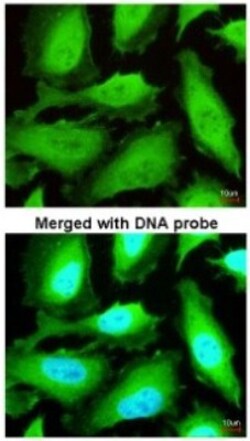Thioredoxin Reductase 1/TRXR1 Antibody, Novus Biologicals 0.1mL; Unlabeled:Antibodies,