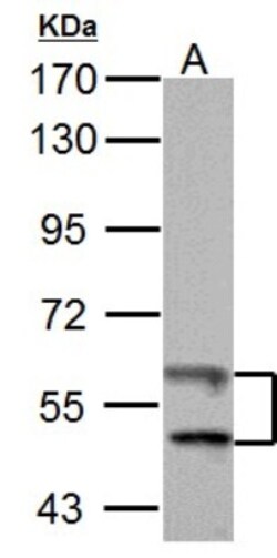 Thioredoxin Reductase 1/TRXR1 Antibody, Novus Biologicals 0.1mL; Unlabeled:Antibodies,