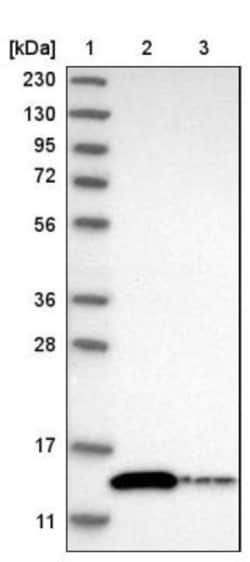 Thioredoxin-like 5/TRP14/TXNDC17 Antibody, Novus Biologicals 25 &mu;L;