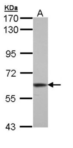 Thioredoxin Reductase 1/TRXR1 Antibody, Novus Biologicals 0.1mL; Unlabeled:Antibodies
