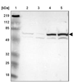 Thioredoxin Reductase 1/TRXR1 Antibody, Novus Biologicals:Antibodies:Primary